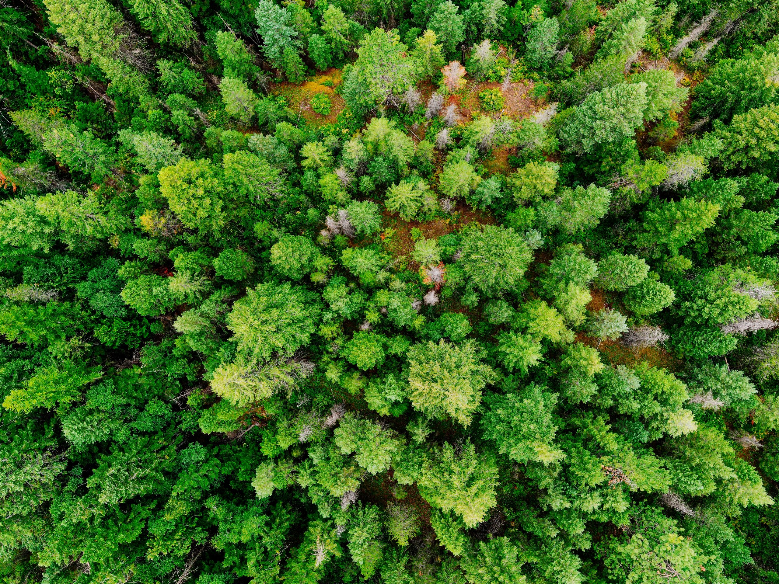 Erőteljesebb fellépésre van szükség az Unióban az erdők védelme érdekében